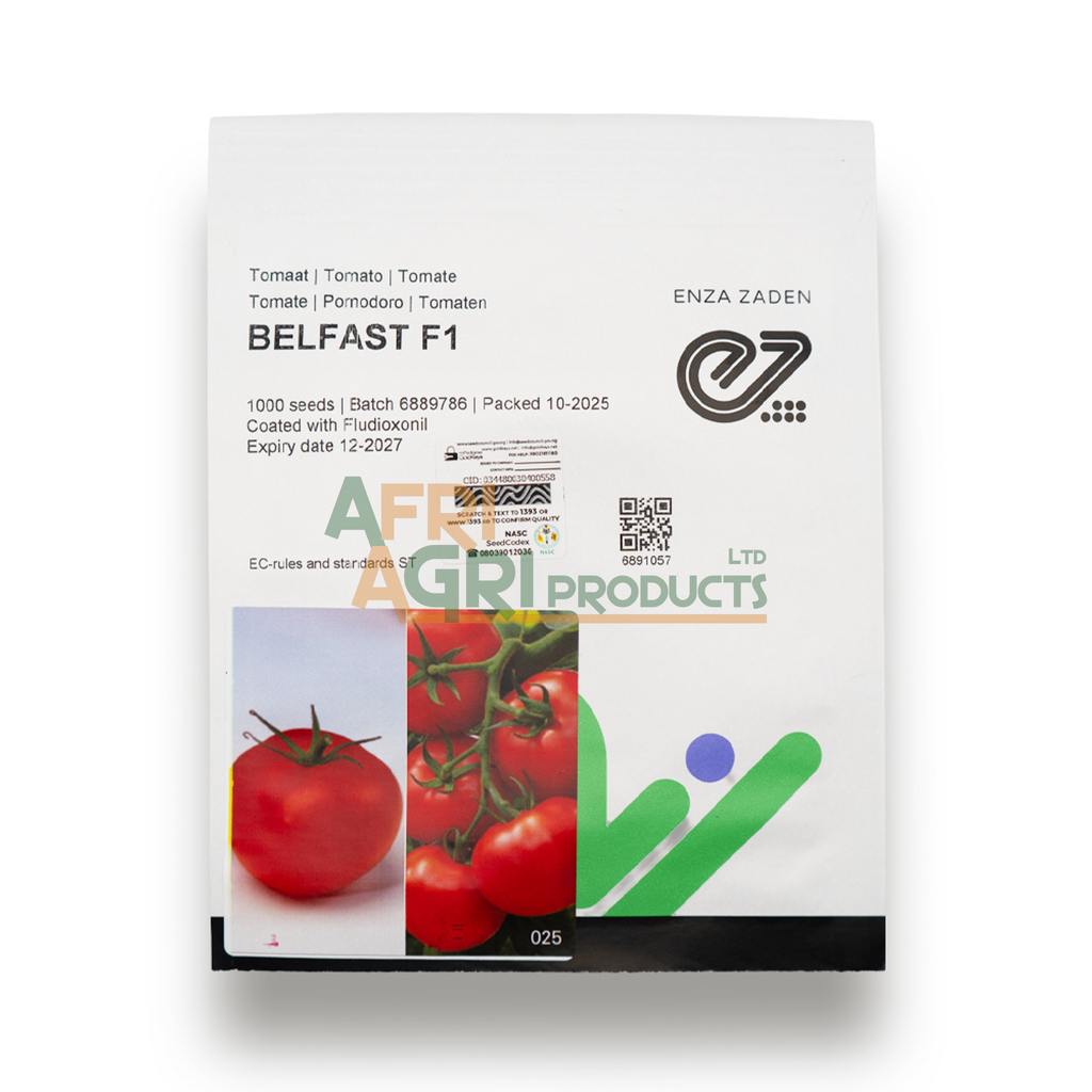Tomato Belfast F1 (1,000)