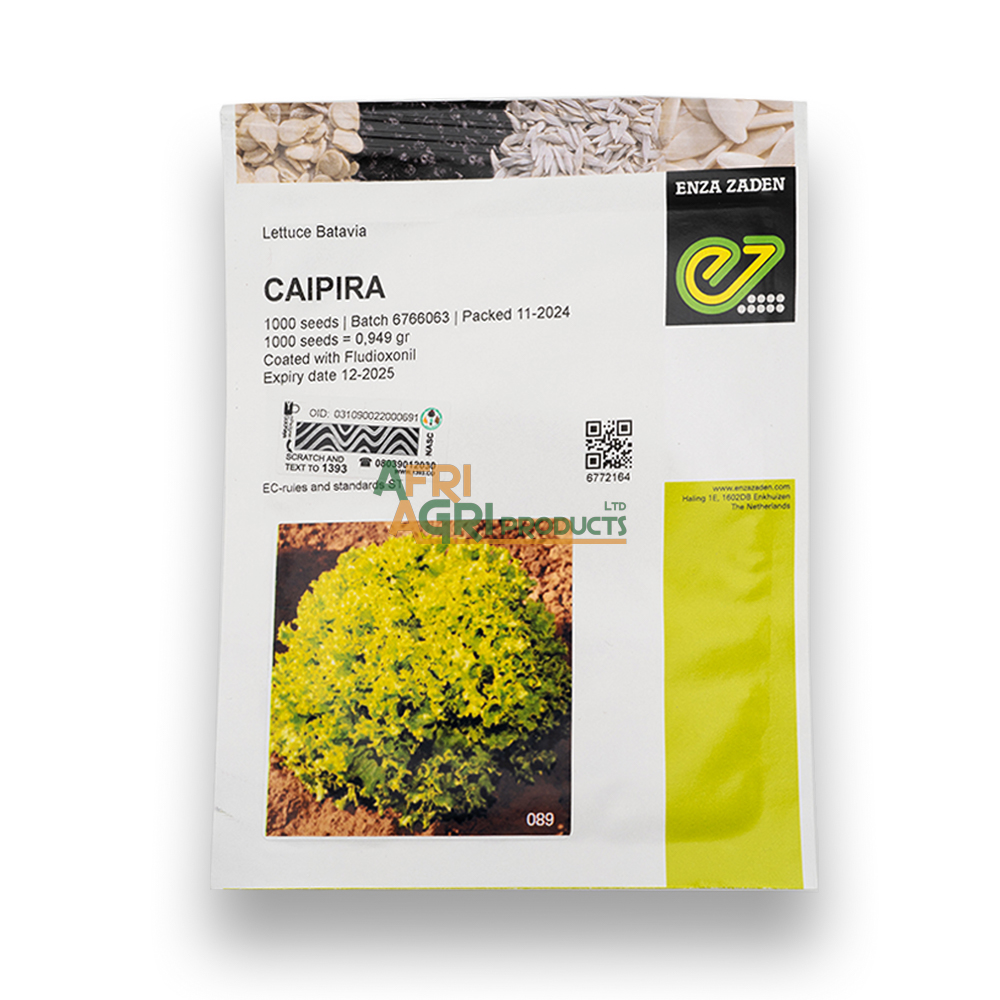 Lettuce Caipira (1,000)